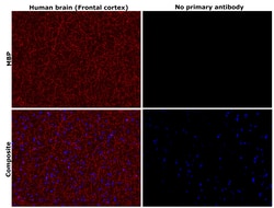Invitrogen MBP Recombinant Rabbit Monoclonal Antibody (HL1033) 100 &mu;L | Buy Online | Invitrogen&trade; | Fisher Scientific