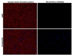 Invitrogen&trade;&nbsp;MBP Recombinant Rabbit Monoclonal Antibody (HL1033)