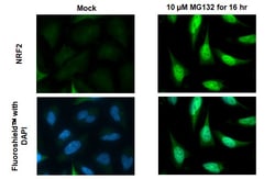 Invitrogen Nrf2 Recombinant Rabbit Monoclonal Antibody (HL1021) 100 &mu;L;