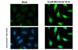 Invitrogen&trade;&nbsp;Nrf2 Recombinant Rabbit Monoclonal Antibody (HL1021)
