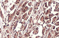 Invitrogen Nrf2 Recombinant Rabbit Monoclonal Antibody (HL1021) 100 &mu;L;