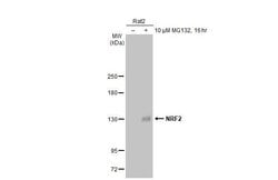Invitrogen Nrf2 Recombinant Rabbit Monoclonal Antibody (HL1021) 100 &mu;L;