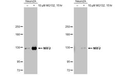Invitrogen Nrf2 Recombinant Rabbit Monoclonal Antibody (HL1021) 100 &mu;L | Buy Online | Invitrogen&trade; | Fisher Scientific