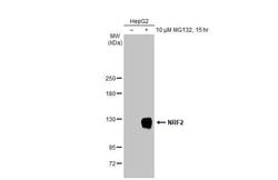 Invitrogen Nrf2 Recombinant Rabbit Monoclonal Antibody (HL1021) 100 &mu;L;