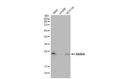 Invitrogen RAB6A Recombinant Rabbit Monoclonal Antibody (HL1047) 100 &mu;L | Buy Online | Invitrogen&trade; | Fisher Scientific