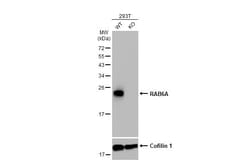 Invitrogen RAB6A Recombinant Rabbit Monoclonal Antibody (HL1047) 100 &mu;L | Buy Online | Invitrogen&trade; | Fisher Scientific