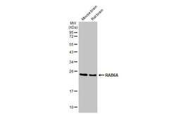 Invitrogen RAB6A Recombinant Rabbit Monoclonal Antibody (HL1047) 100 &mu;L | Buy Online | Invitrogen&trade; | Fisher Scientific