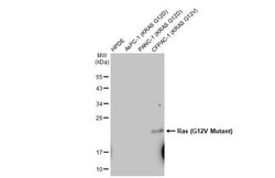 Invitrogen K-Ras (G12V Mutant) Recombinant Rabbit Monoclonal Antibody (HL169) 100 &mu;L | Buy Online | Invitrogen&trade; | Fisher Scientific