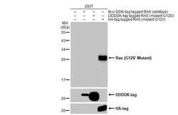 Invitrogen K-Ras (G12V Mutant) Recombinant Rabbit Monoclonal Antibody (HL169) 100 &mu;L | Buy Online | Invitrogen&trade; | Fisher Scientific