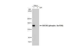 Invitrogen Phospho-ROCK2 (Ser1366) Recombinant Rabbit Monoclonal Antibody