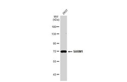 Invitrogen SARM Recombinant Rabbit Monoclonal Antibody (HL1070) 100 &mu;L;
