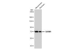 Invitrogen SARM Recombinant Rabbit Monoclonal Antibody (HL1070) 100 &mu;L;