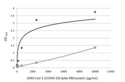 Invitrogen SARS-CoV-2 Spike Protein (RBD) Recombinant Rabbit Monoclonal