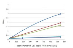 Invitrogen SARS-CoV-2 Spike Protein (RBD) Recombinant Rabbit Monoclonal