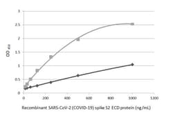 Invitrogen SARS-CoV-2 Spike Protein S2 Recombinant Rabbit Monoclonal Antibody (HL1039) 100 &mu;L | Buy Online | Invitrogen&trade; | Fisher Scientific