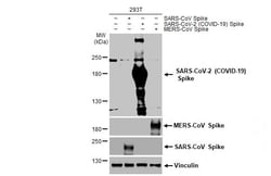 Invitrogen SARS-CoV-2 Spike Protein S2 Recombinant Rabbit Monoclonal Antibody (HL1039) 100 &mu;L | Buy Online | Invitrogen&trade; | Fisher Scientific
