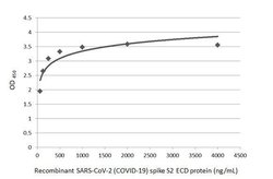 Invitrogen SARS/SARS-CoV-2 Spike Protein S2 Recombinant Rabbit Monoclonal
