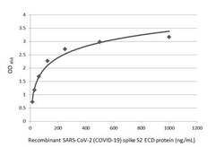 Invitrogen SARS/SARS-CoV-2 Spike Protein S2 Recombinant Rabbit Monoclonal