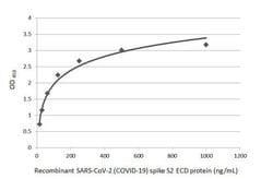 Invitrogen SARS/SARS-CoV-2 Spike Protein S2 Recombinant Rabbit Monoclonal