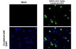 Invitrogen SARS/SARS-CoV-2 Spike Protein S2 Recombinant Rabbit Monoclonal