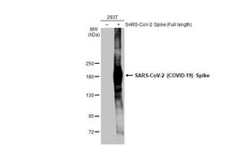 Invitrogen SARS/SARS-CoV-2 Spike Protein S2 Recombinant Rabbit Monoclonal