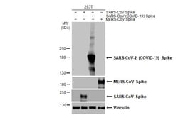 Invitrogen SARS/SARS-CoV-2 Spike Protein S2 Recombinant Rabbit Monoclonal
