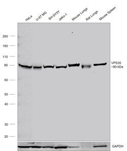 Invitrogen VPS35 Recombinant Rabbit Monoclonal Antibody (HL1017) 100 &mu;L | Buy Online | Invitrogen&trade; | Fisher Scientific