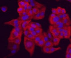 Invitrogen Chromogranin A Monoclonal Antibody (D11-2) 100 &mu;L; Unconjugated:Antibodies,