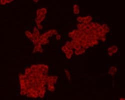 Invitrogen Chromogranin A Monoclonal Antibody (D11-2) 100 &mu;L; Unconjugated:Antibodies,