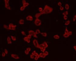 Invitrogen Chromogranin A Monoclonal Antibody (D11-2) 100 &mu;L; Unconjugated:Antibodies,