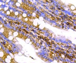Invitrogen Chromogranin A Monoclonal Antibody (D11-2) 100 &mu;L; Unconjugated:Antibodies,