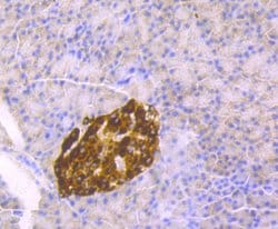 Invitrogen Chromogranin A Monoclonal Antibody (D11-2) 100 &mu;L; Unconjugated:Antibodies,