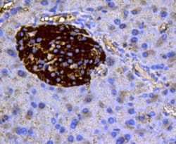 Invitrogen Chromogranin A Monoclonal Antibody (D11-2) 100 &mu;L; Unconjugated:Antibodies,