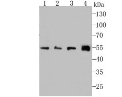 Invitrogen IFNAR1 Monoclonal Antibody (A5-A3) 100 &mu;L; Unconjugated:Antibodies,