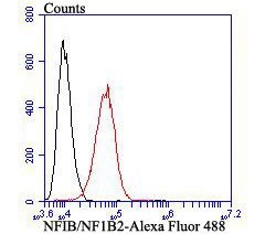 Invitrogen NFIB Monoclonal Antibody (1H4) 100 &mu;L; Unconjugated:Antibodies,