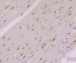 Invitrogen NFIB Monoclonal Antibody (1H4) 100 &mu;L; Unconjugated:Antibodies,