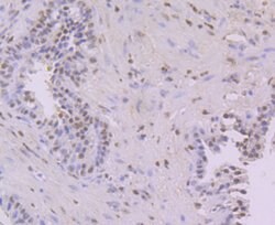 Invitrogen NFIB Monoclonal Antibody (1H4) 100 &mu;L; Unconjugated:Antibodies,