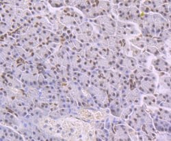 Invitrogen NFIB Monoclonal Antibody (1H4) 100 &mu;L; Unconjugated:Antibodies,