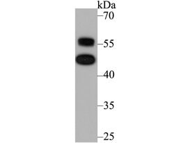 Invitrogen NFIB Monoclonal Antibody (1H4) 100 &mu;L; Unconjugated:Antibodies,