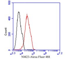 Invitrogen NME1 Monoclonal Antibody (13C2) 100 &mu;L; Unconjugated:Antibodies,