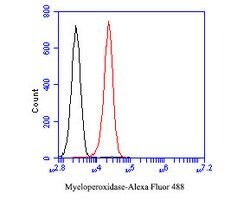 Invitrogen Myeloperoxidase Monoclonal Antibody (A1F4) 100 &mu;L; Unconjugated:Antibodies,