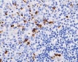 Invitrogen Myeloperoxidase Monoclonal Antibody (A1F4) 100 &mu;L; Unconjugated:Antibodies,