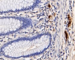 Invitrogen Myeloperoxidase Monoclonal Antibody (A1F4) 100 &mu;L; Unconjugated:Antibodies,
