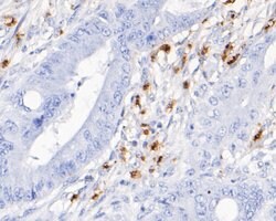 Invitrogen Myeloperoxidase Monoclonal Antibody (A1F4) 100 &mu;L; Unconjugated:Antibodies,