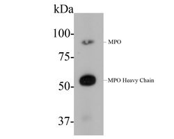 Invitrogen Myeloperoxidase Monoclonal Antibody (A1F4) 100 &mu;L; Unconjugated:Antibodies,