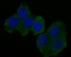 Invitrogen CEACAM6 Monoclonal Antibody (A1E3) 100 &mu;L; Unconjugated:Antibodies,