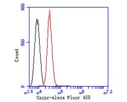 Invitrogen CNTNAP1 Monoclonal Antibody (A2D2) 100 &mu;L; Unconjugated:Antibodies,