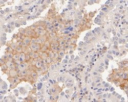 Invitrogen CD172a (SIRP alpha) Monoclonal Antibody (A3E3) 100 &mu;L; Unconjugated:Antibodies,