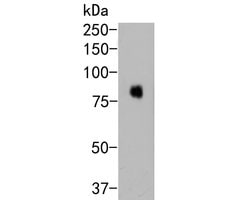 Invitrogen CD172a (SIRP alpha) Monoclonal Antibody (A3E3) 100 &mu;L; Unconjugated:Antibodies,