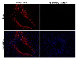 Invitrogen Glutamine Synthetase Monoclonal Antibody (A3G2) 100 &mu;L | Buy Online | Invitrogen&trade; | Fisher Scientific